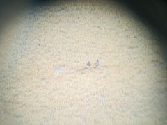 -南大港湿地风景区