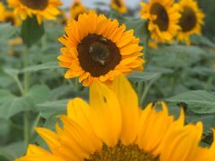 -中国天府农业博览园