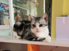 -Bastet sally猫舍购宠(静安店)