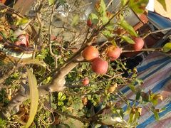 -金陵花卉交易市场