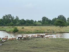 -溱湖国家湿地公园