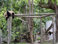 -都江堰中华大熊猫苑