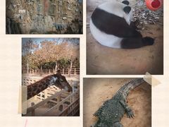 -西霞口神雕山野生动物世界