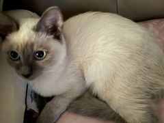 -派特宠物医院(圆融广场店)