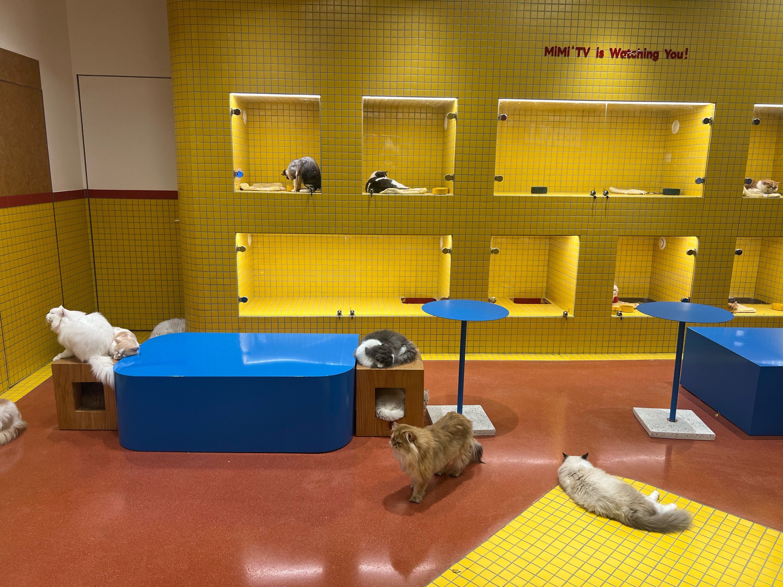 猫咪天地～宠物乐园