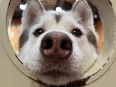 -和它·交个朋友·狗咖猫咖(爱琴海店)