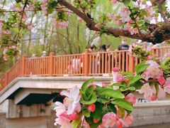 -海棠花溪(元大都城垣遗址公园)