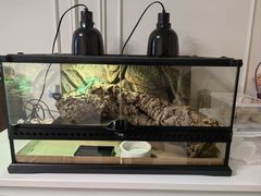 -酷以爬仙阁实体爬宠店·守宫·蜥蜴·专业繁育