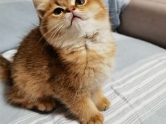 -猫十亿·布偶金渐层·曼基康矮脚猫舍(青年路店)