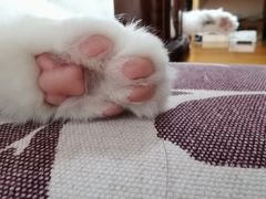 -BABIT巴比特宠物(MOMOPARK店)