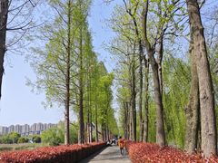 -洋湖国家湿地公园