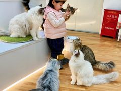 -COLOR PETS 撸猫馆·购猫·猫咖(长风大悦城店)