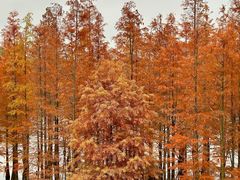 -白鹭湾湿地公园