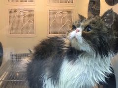 -中农国际动物医院24小时·猫科·骨科·急重症中心