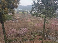 -香雪海