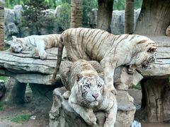 -北京野生动物园