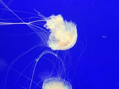 -上海海洋水族馆