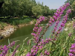 -北京张裕爱斐堡酒庄