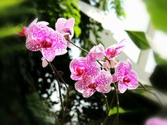 -石家庄市植物园