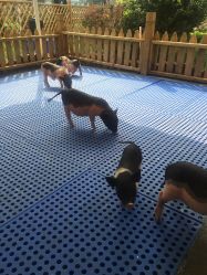 -萌宠亲子动物乐园(槐房万达店)