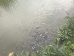 -和顺柏联温泉