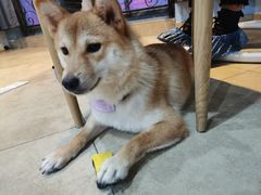 -汪说·狗咖(旺城大厦店)