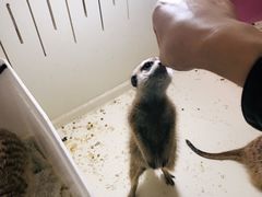 -猫色咖啡·猫咖