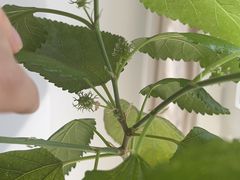 -曲江惠宾苑宾馆(大雁塔大唐不夜城店)