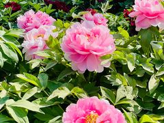 -莲花池公园