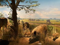 -陕西自然博物馆