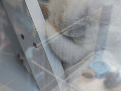 -萌兽医馆·眼科·异宠专科(三里屯店)