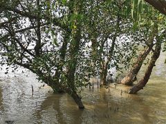 -宝安西湾红树林湿地公园