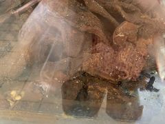 -上海牛羊肉公司塘沽路清真门市部