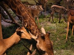 -国家自然博物馆