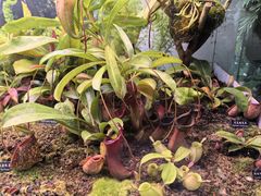 -中国科学院西双版纳热带植物园