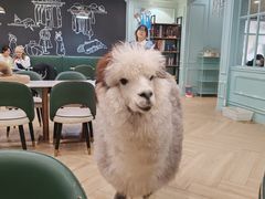 -安格丽娜·狗咖·猫咖羊驼咖(春熙路百盛商场店)