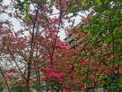 -成都市活水公园