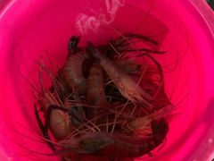 -光头佬钓虾场·烧烤·聚餐·亲子(金沙洲店)