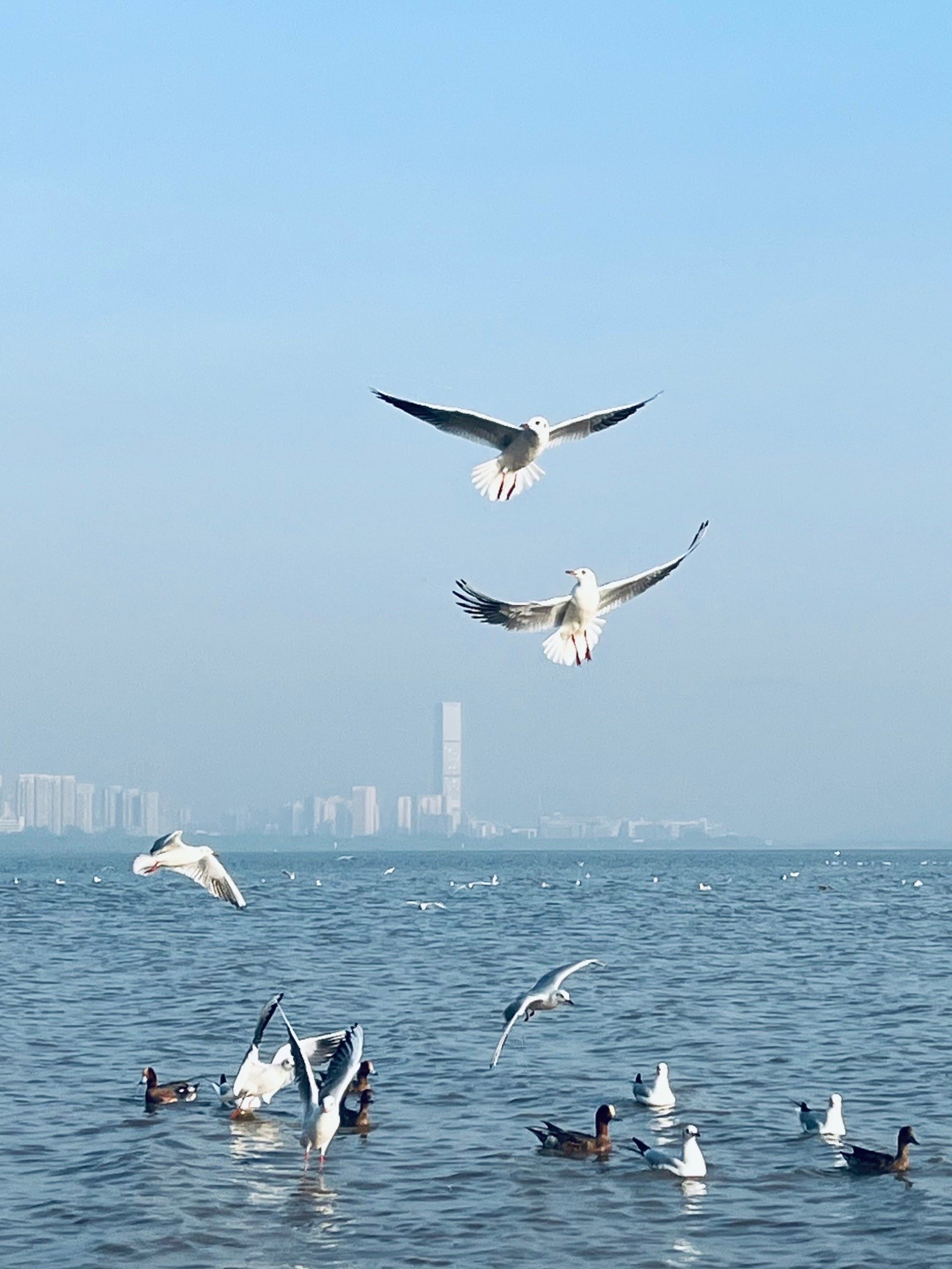 城市漫步|深圳湾公园的飞鸟与落日
