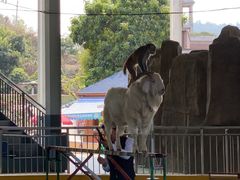 -泉州海丝野生动物世界