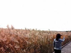 -西青郊野公园