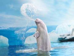 -秦皇岛乐岛海洋王国