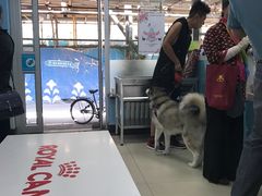 -纳吉亚猫专科动物诊疗中心(蒋宅口分院)
