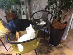 -东方名猫馆·英短金渐层布偶猫舍(环线广场1号楼店)