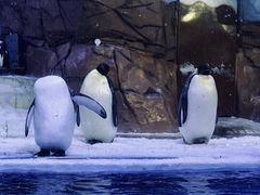 -海合安成都极地海洋公园
