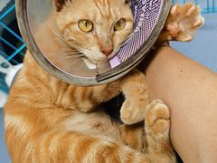 -宠物星动物医院·眼科·异宠·猫科(江南大道总院)