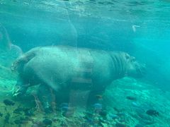 -圣地亚哥动物园