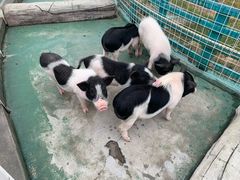 -灵玲国际马戏城
