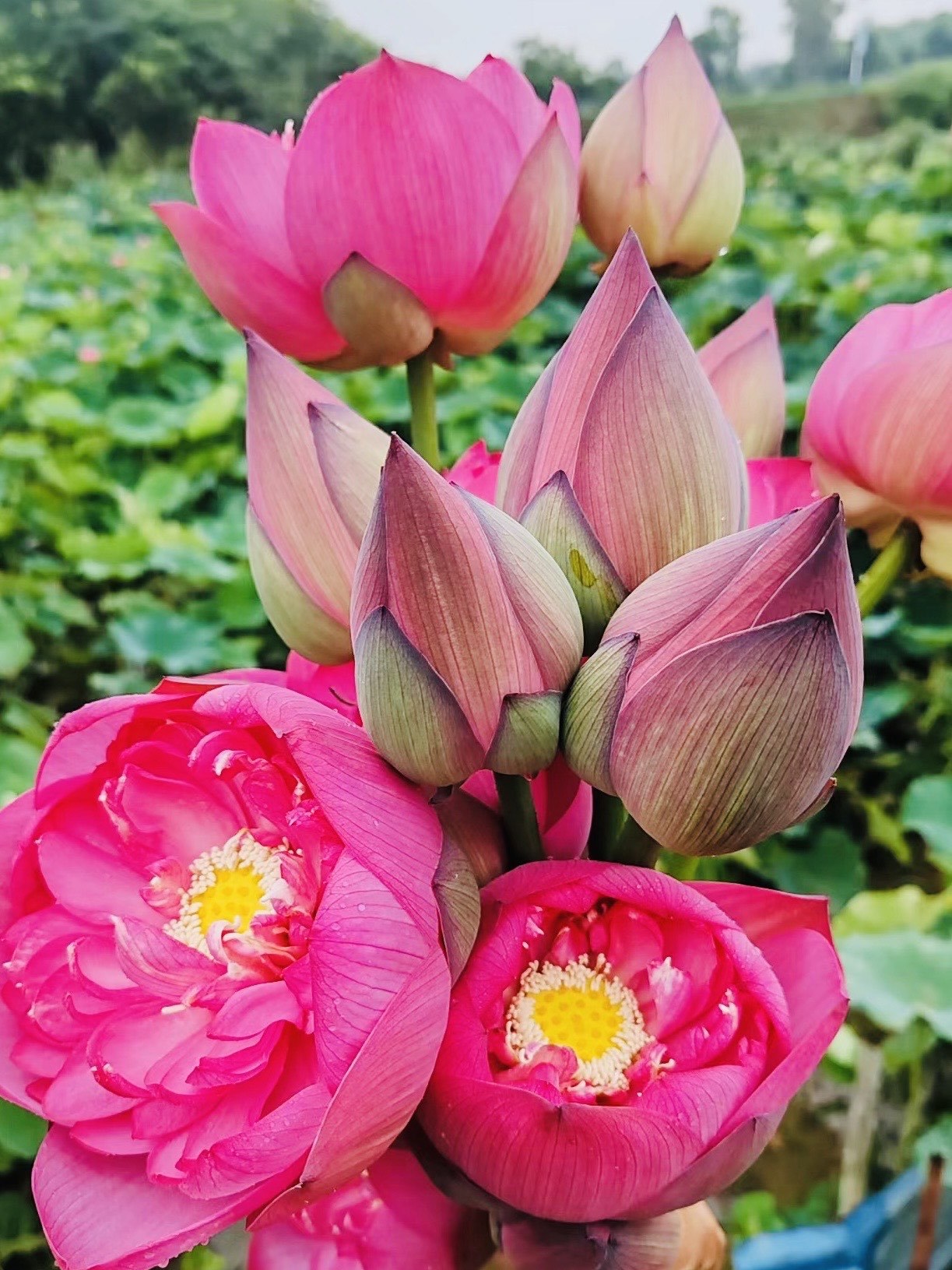 海昌路网红荷花🪷