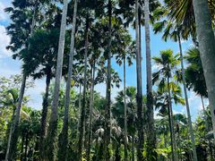 -中国科学院西双版纳热带植物园